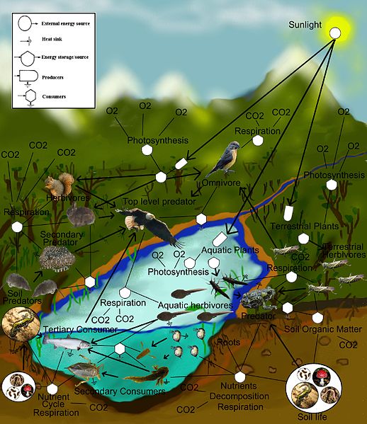 foodweb voce ecosistema in Wikipedia x articolo su convegno a Pisa